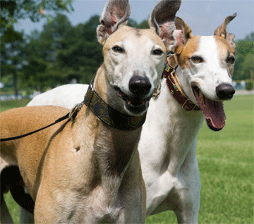 picture of two greyhounds