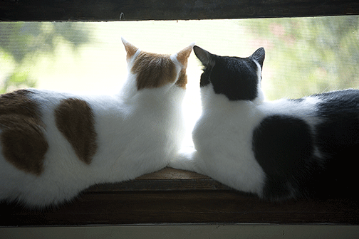 Two Cats Talking at Window