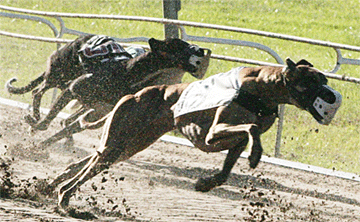 Picture of two Greyhounds racing