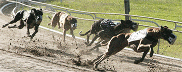Picture of four greyhound racing on track
