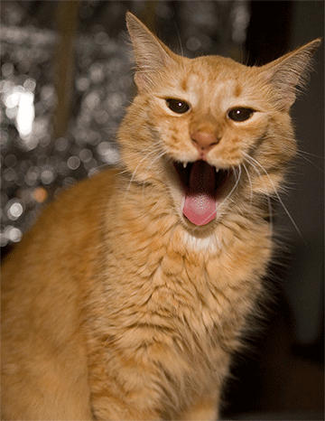 King Tam, a cat, expresses himself with a yawn